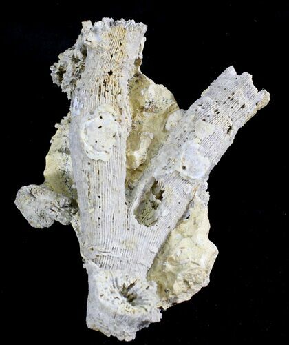 Fossil Coral Colony (Thecosmilia) - Jurassic #24760